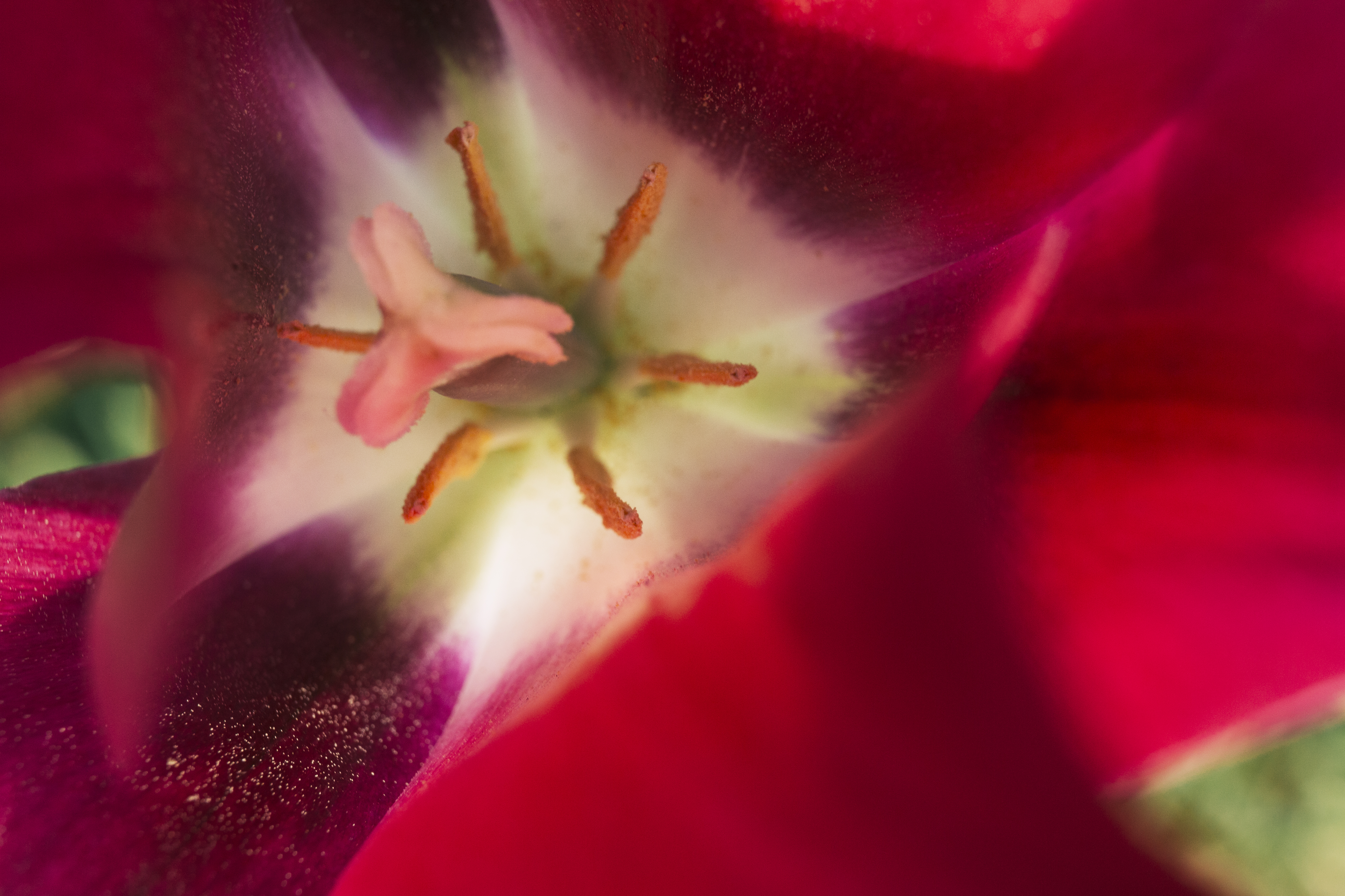 A close-up of a colorful flower