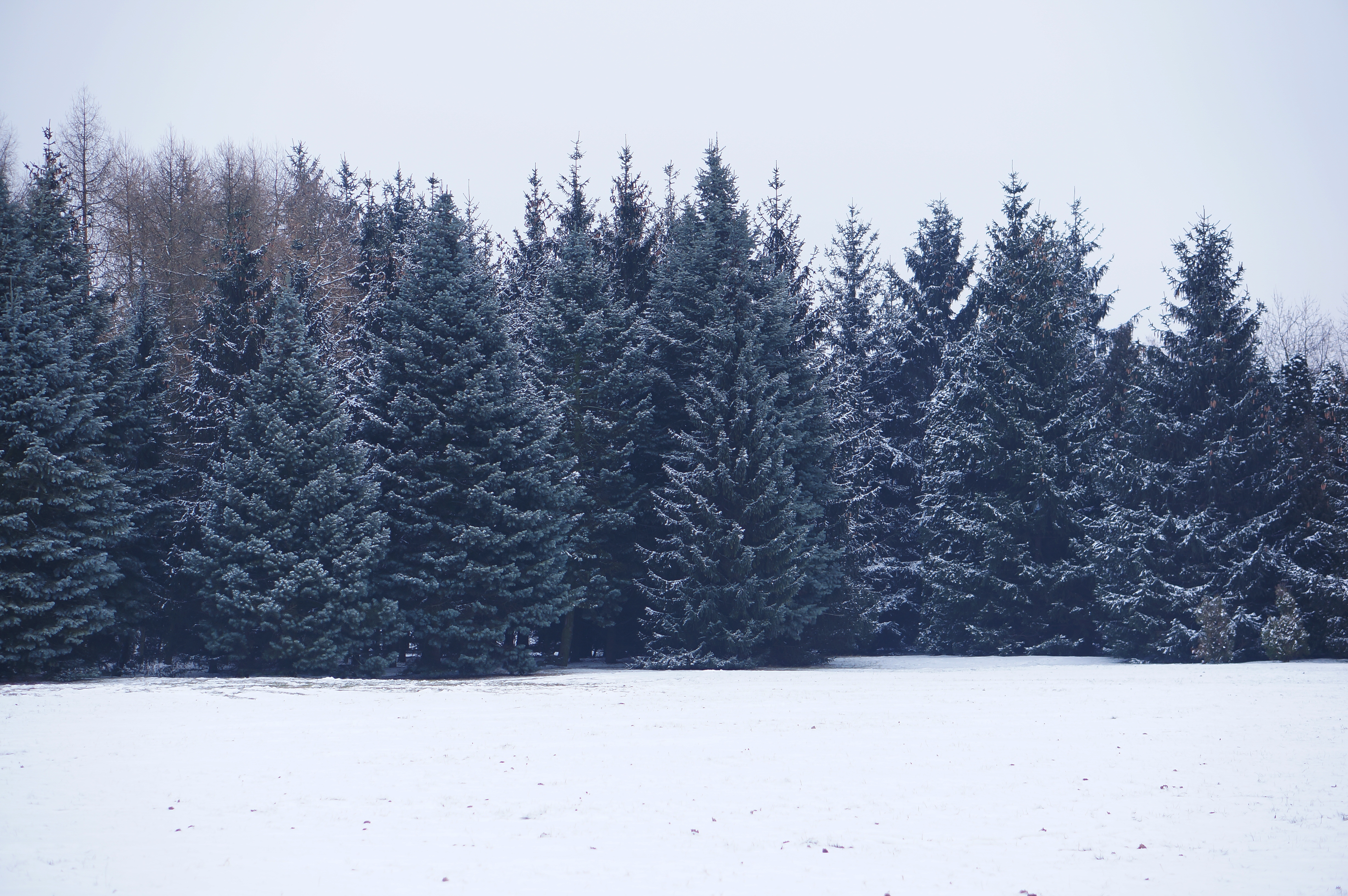 A snowy landscape with pine trees
